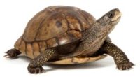 Image of turtle for quotes about courage