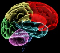 X-ray of the brain