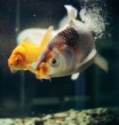 Pick a pet: - Image of two fish in a tank