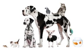 Image of group of dogs, cats, reptiles, small animals & fish